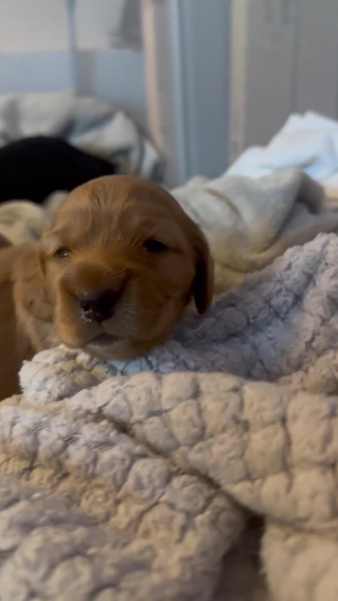 Mixed Breed dogs for sale: Show Cocker X Miniature dachshund Puppies - Video 1