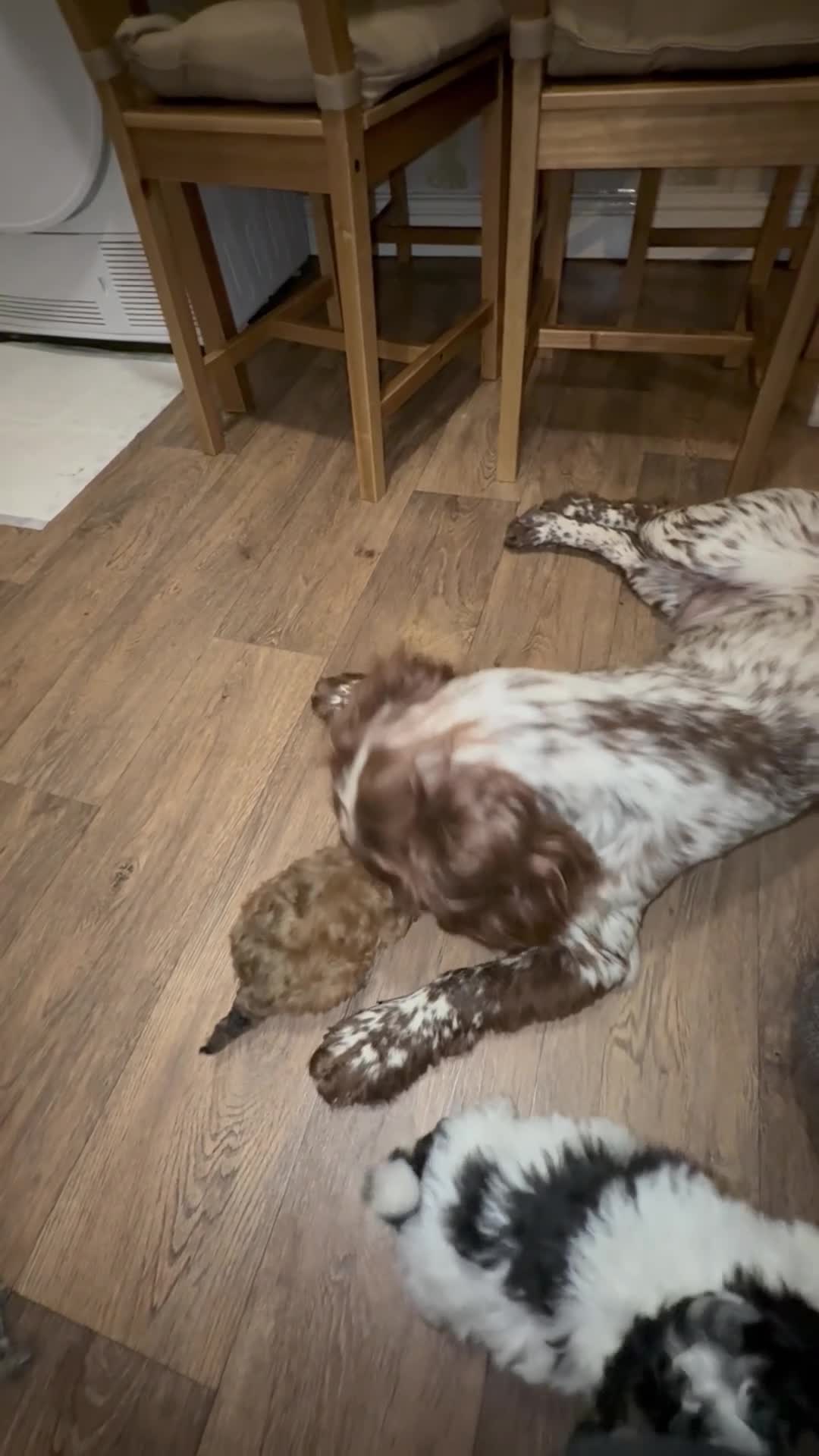Cocker Spaniel dogs for stud: Working cocker spaniel  - Video 2