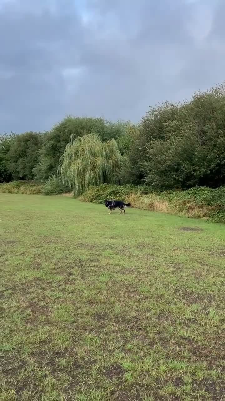 German Shepherd dogs for sale: Stunning long haired German shepherd  - Video 2