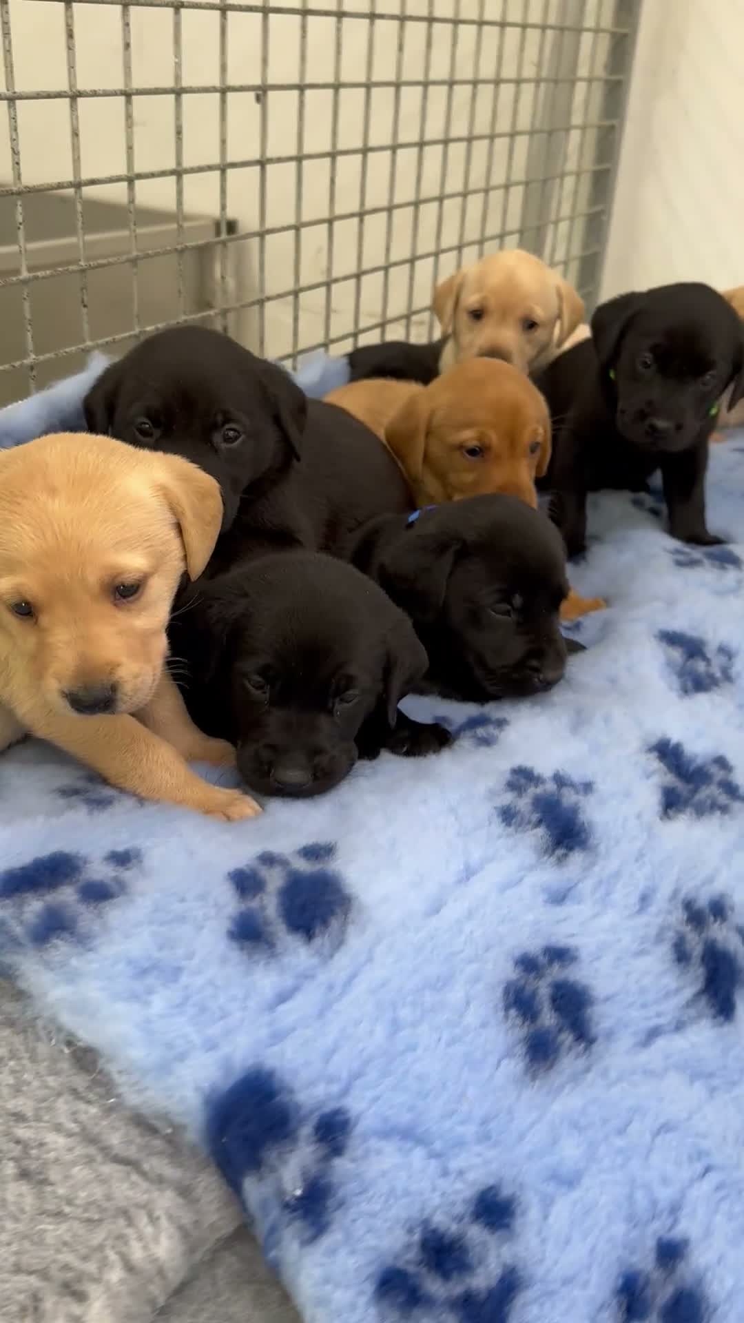 Labrador Retriever dogs for sale: ✨ 9 STUNNING KC REGISTERED LABRADOR PUPPIES! ✨ - Video 1
