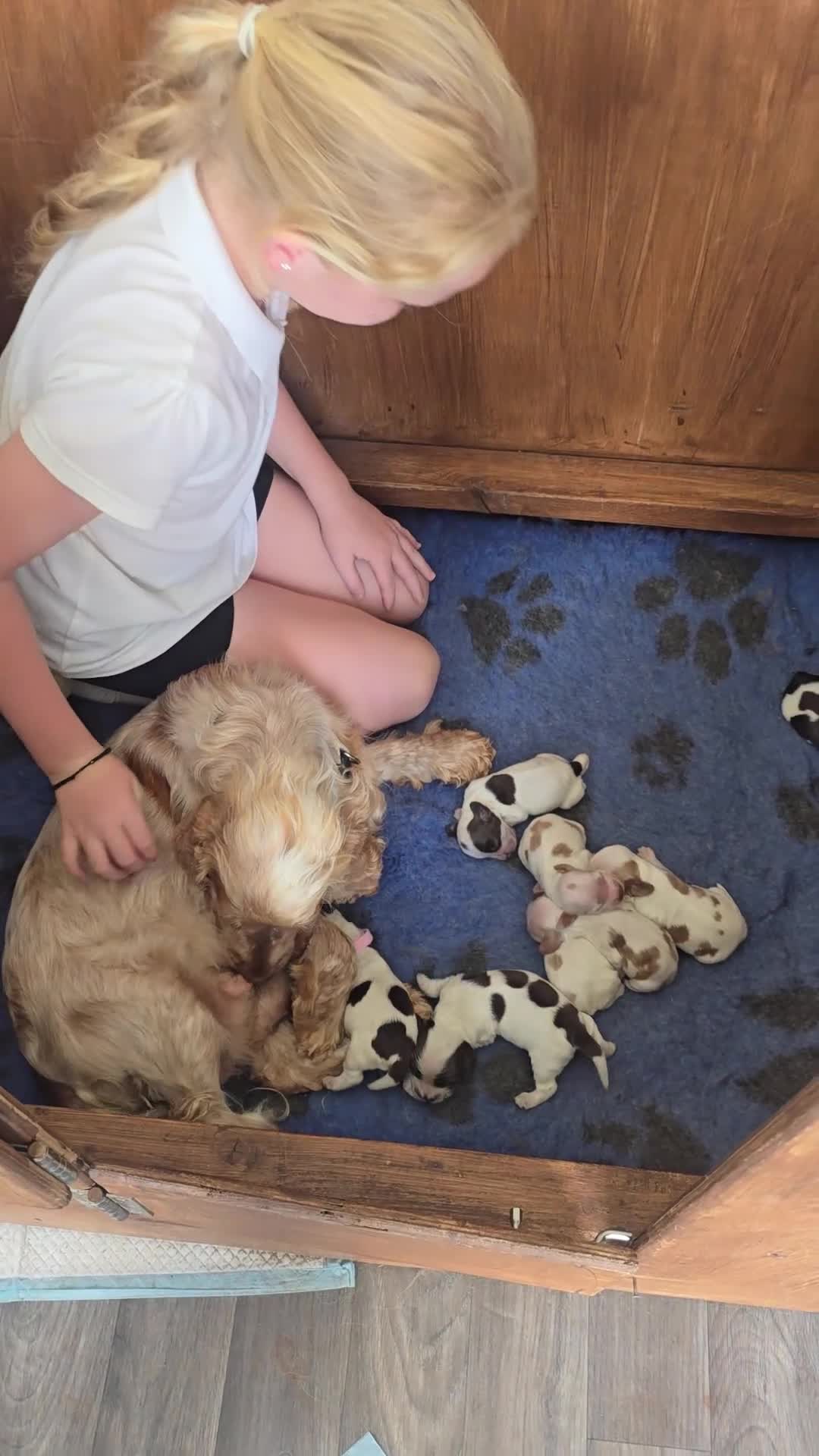 Cocker Spaniel dogs for sale: Kc registered health tested SHOW cocker spainel  - Video 2