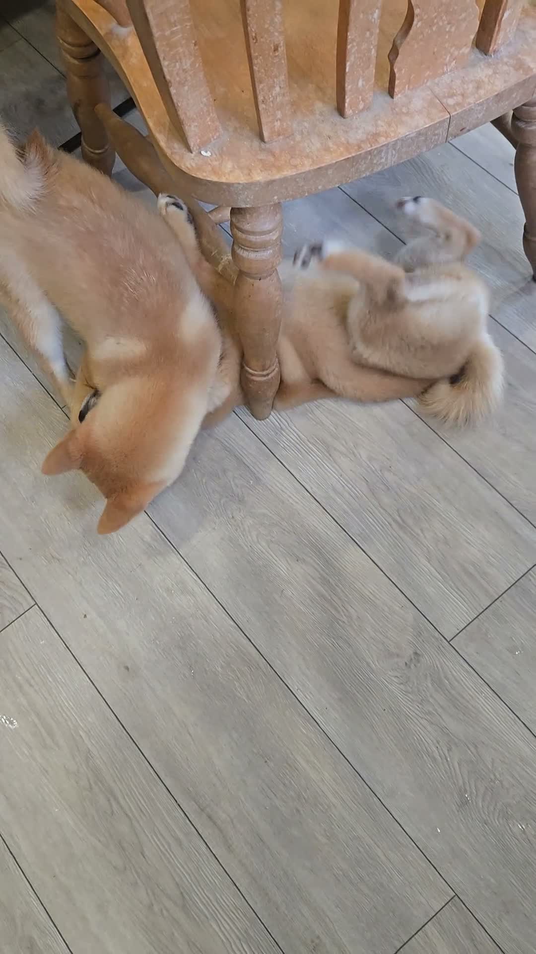 Japanese Shiba Inu dogs for sale: Foxy little shibas - Video 3