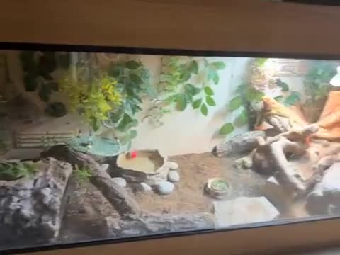Bearded Dragon reptiles for sale: Bearded dragon & full set up for sale  - Video 1