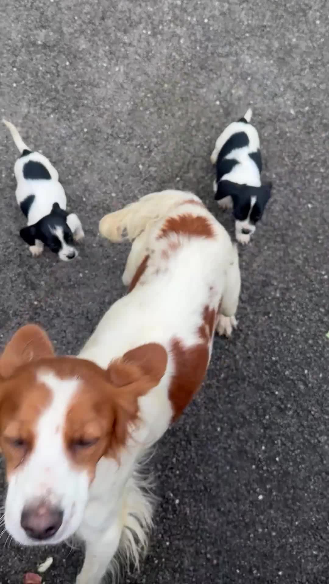 Mixed Breed dogs for sale: Beautiful litter of cocker Jacks - Video 1