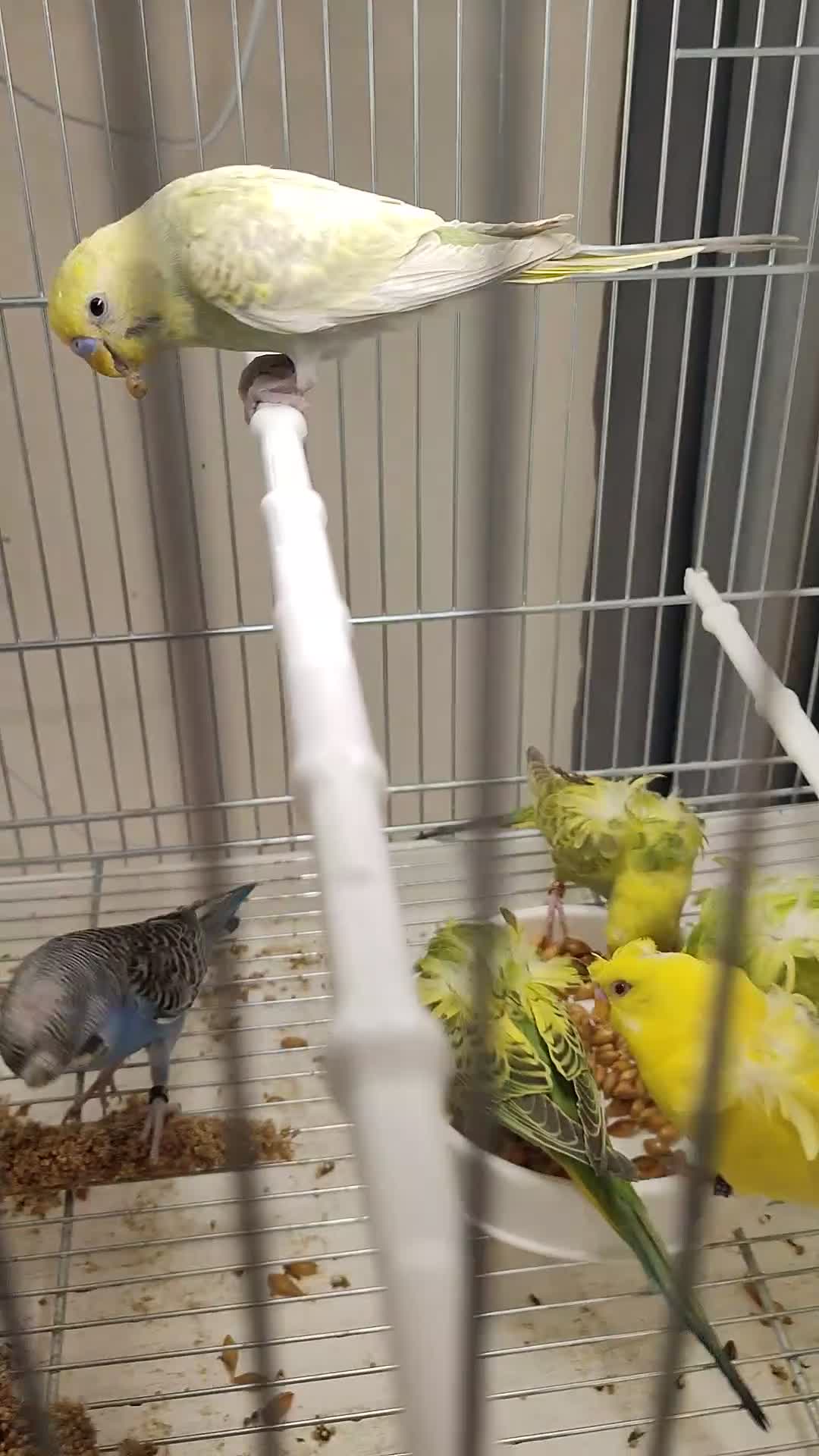 Budgerigars birds for sale: Budgies  - Video 1