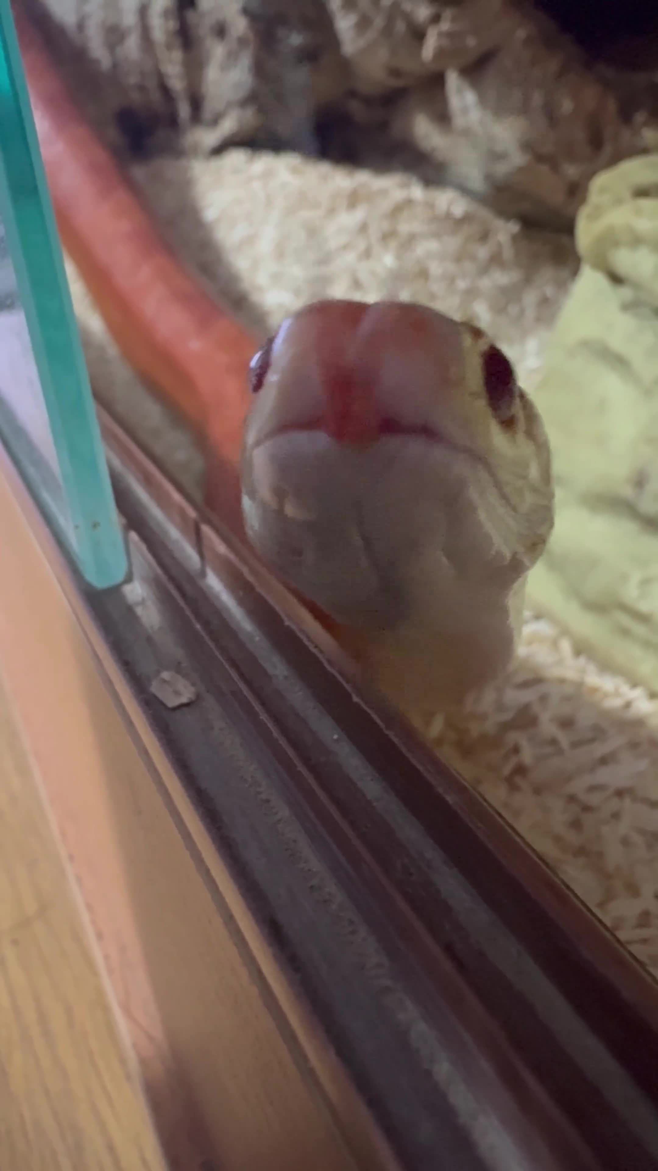 Corn Snake reptiles for sale: Cornsnake & Set up - Video 1