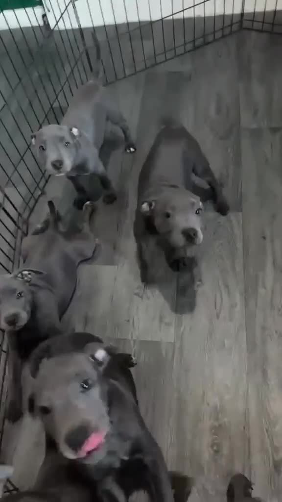 Staffordshire Bull Terrier dogs for sale: Staffordshire bull  - Video 4