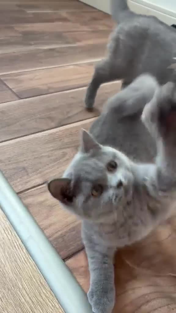British Shorthair cats for sale: 👑🏆GCCF Registered British Shorthair Kittens🏆👑 - Video 1