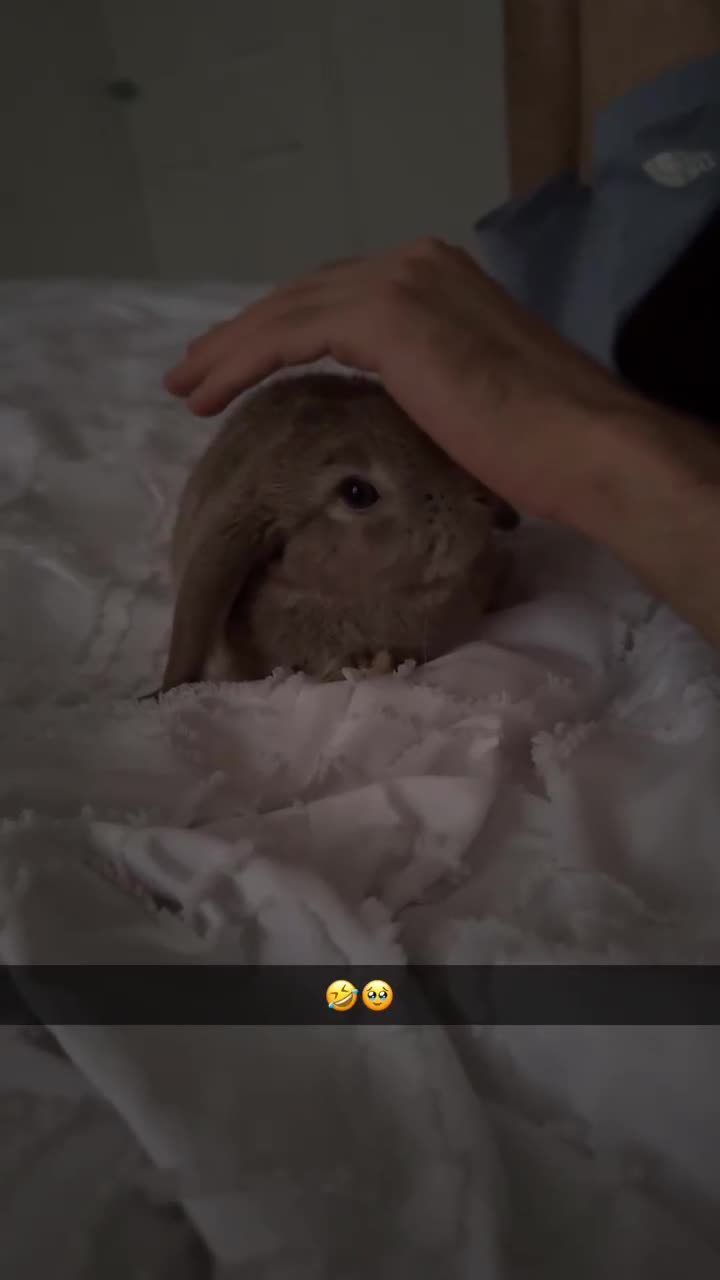 Mini Lop rabbits for sale: Mini lop female  - Video 1