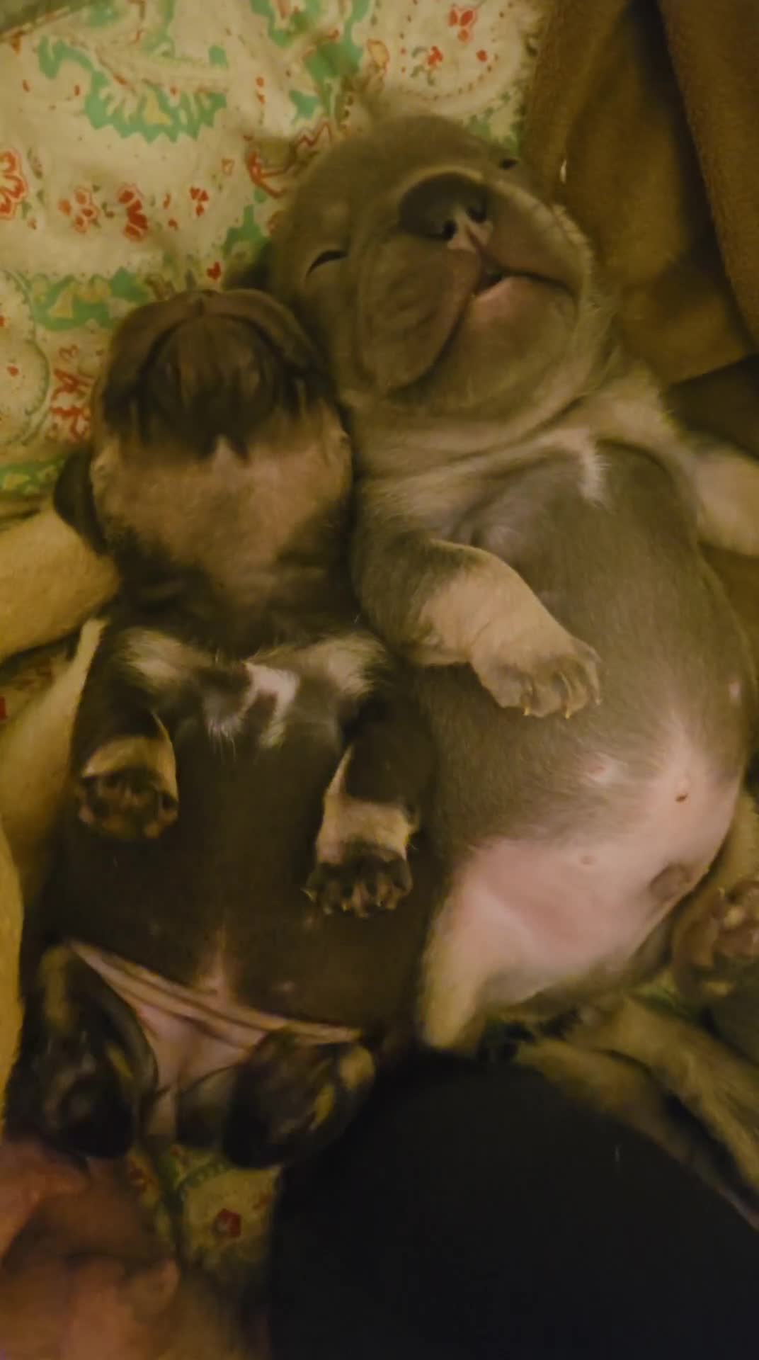 French Bulldog dogs for sale: ⚡️Exquisite 🌈 Pedigree French Bulldog Puppies ⚡️ - Video 4