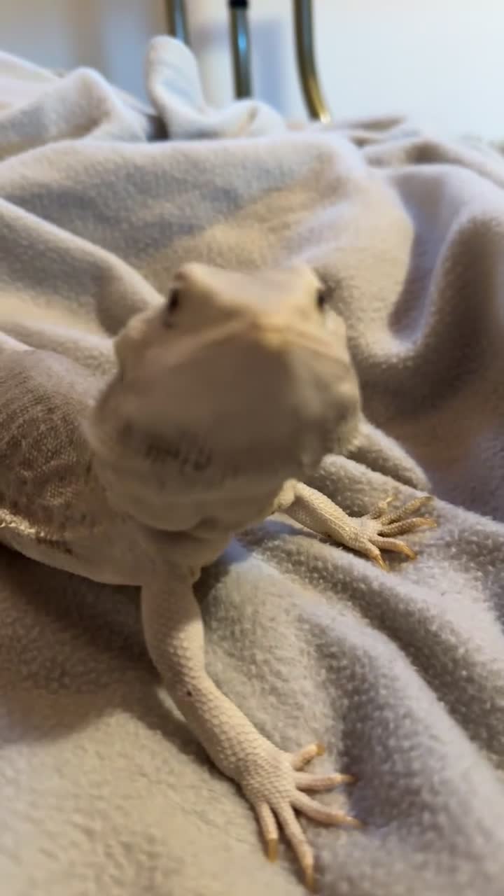 Bearded Dragon reptiles for sale: white zero beardie female - Video 3