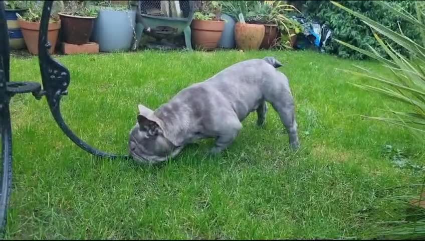 French Bulldog dogs for stud: Lilac carrying Testable And cream Stud - Video 1