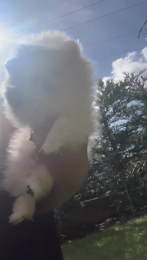 Pomeranian dogs for sale: Quality girl ready now PRINCESS 💕 - Video 1