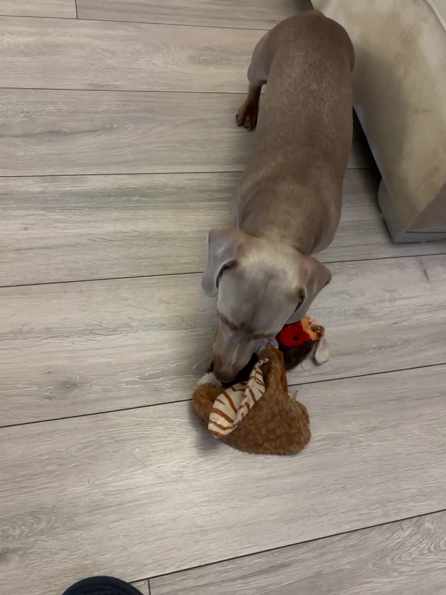 Miniature Dachshund dogs for stud: Isabella Blue Dachshund  - Video 1