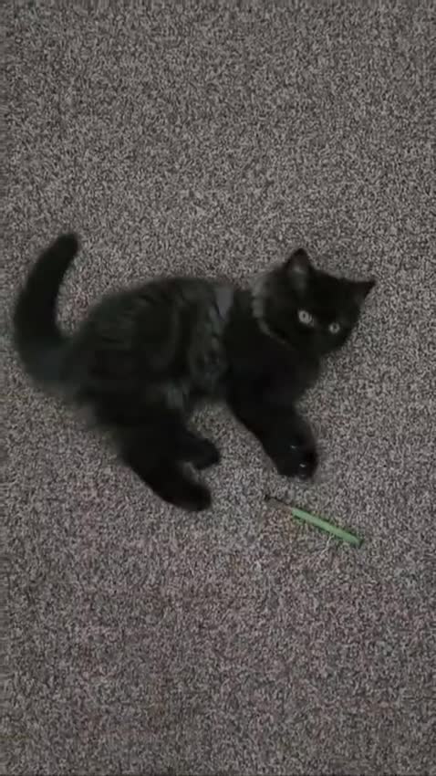 Persian cats for sale: Stunning Persian Boy - Video 1