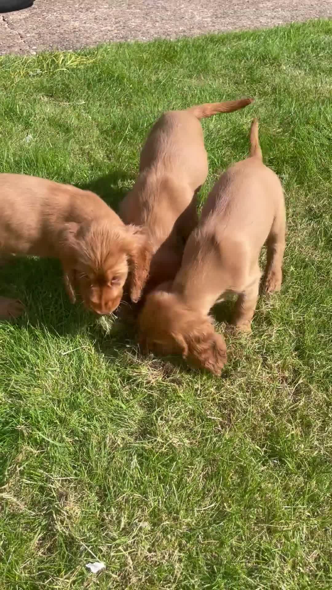 Cocker Spaniel dogs for sale: 1 Simply gorgeous Male Cocker Spaniel left 🐶⭐️🐶 - Video 2