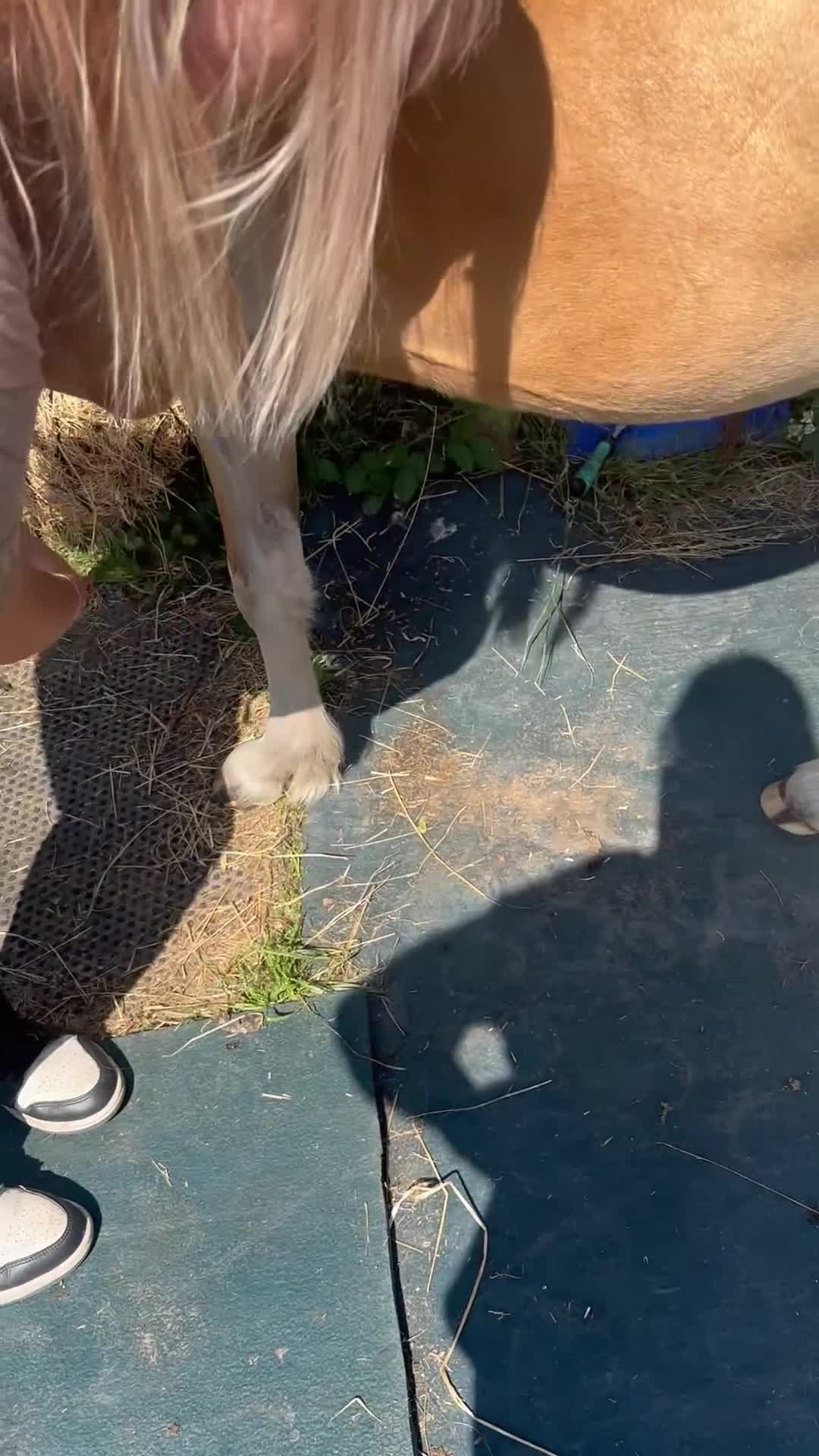 Irish Cob horses for sale: Buddy - Video 1