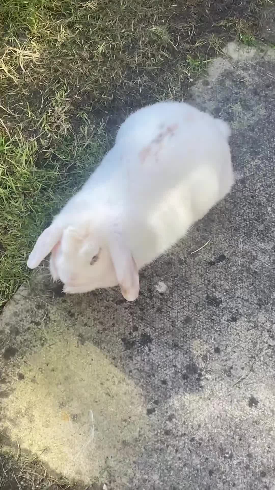 Mixed Breed rabbits for sale: Rabbit  in Liverpool - Video 1