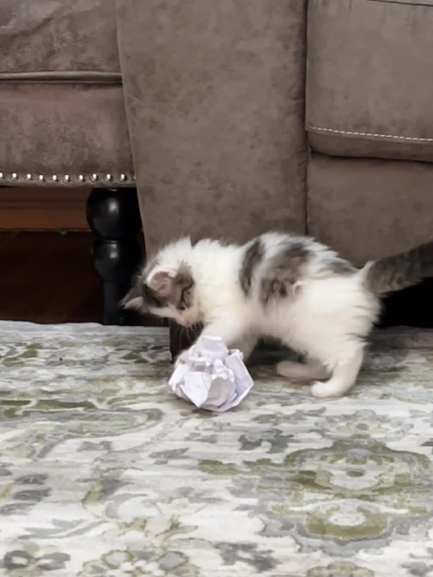 Ragdoll cats for sale: 2 half ragdoll kittens - 1 male 1 female - Video 1