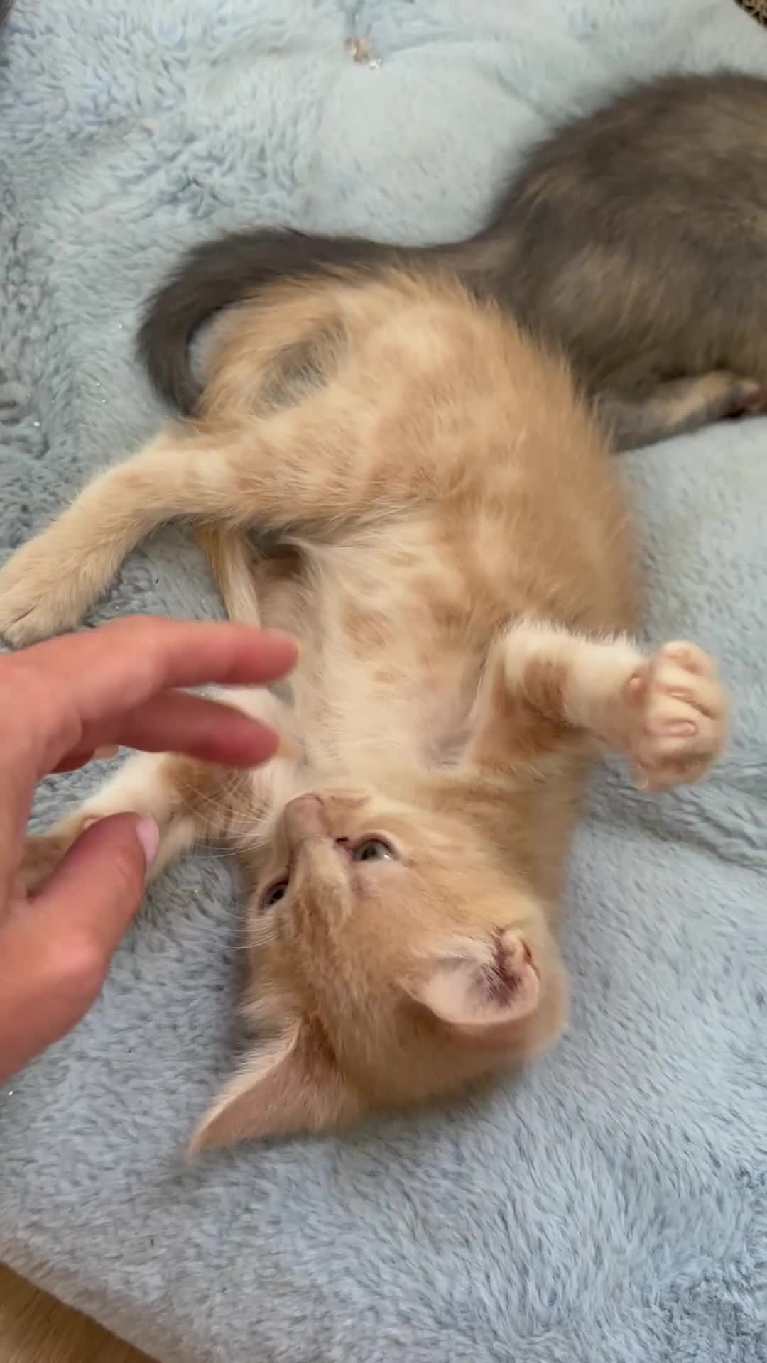 Ragdoll cats for sale: 6 beautiful well loved kittens. 2 girls remaining - Video 1