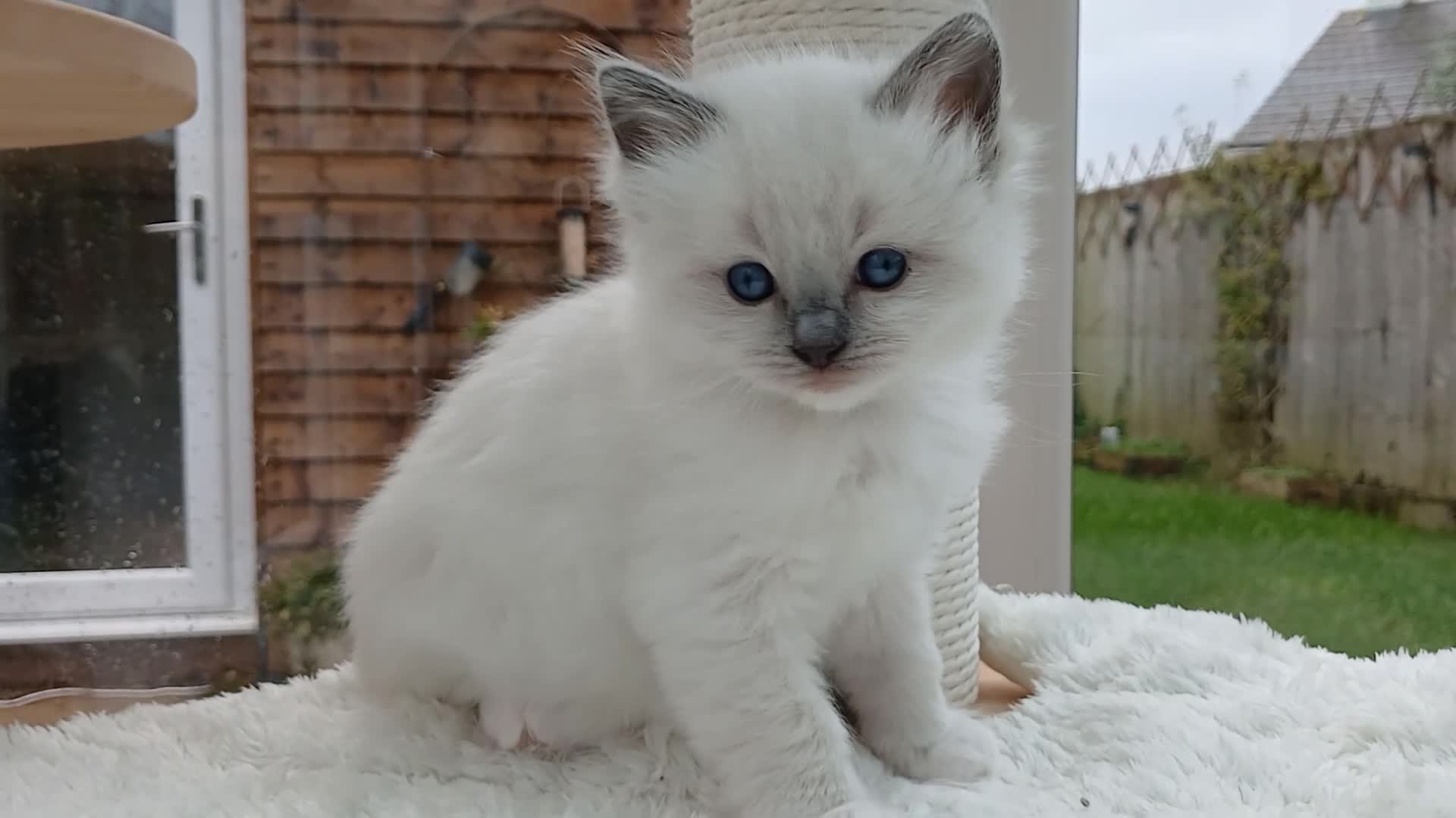 Ragdoll cats for sale: Blue Lynx Bicolour Ragdoll TICA Registered  - Video 1