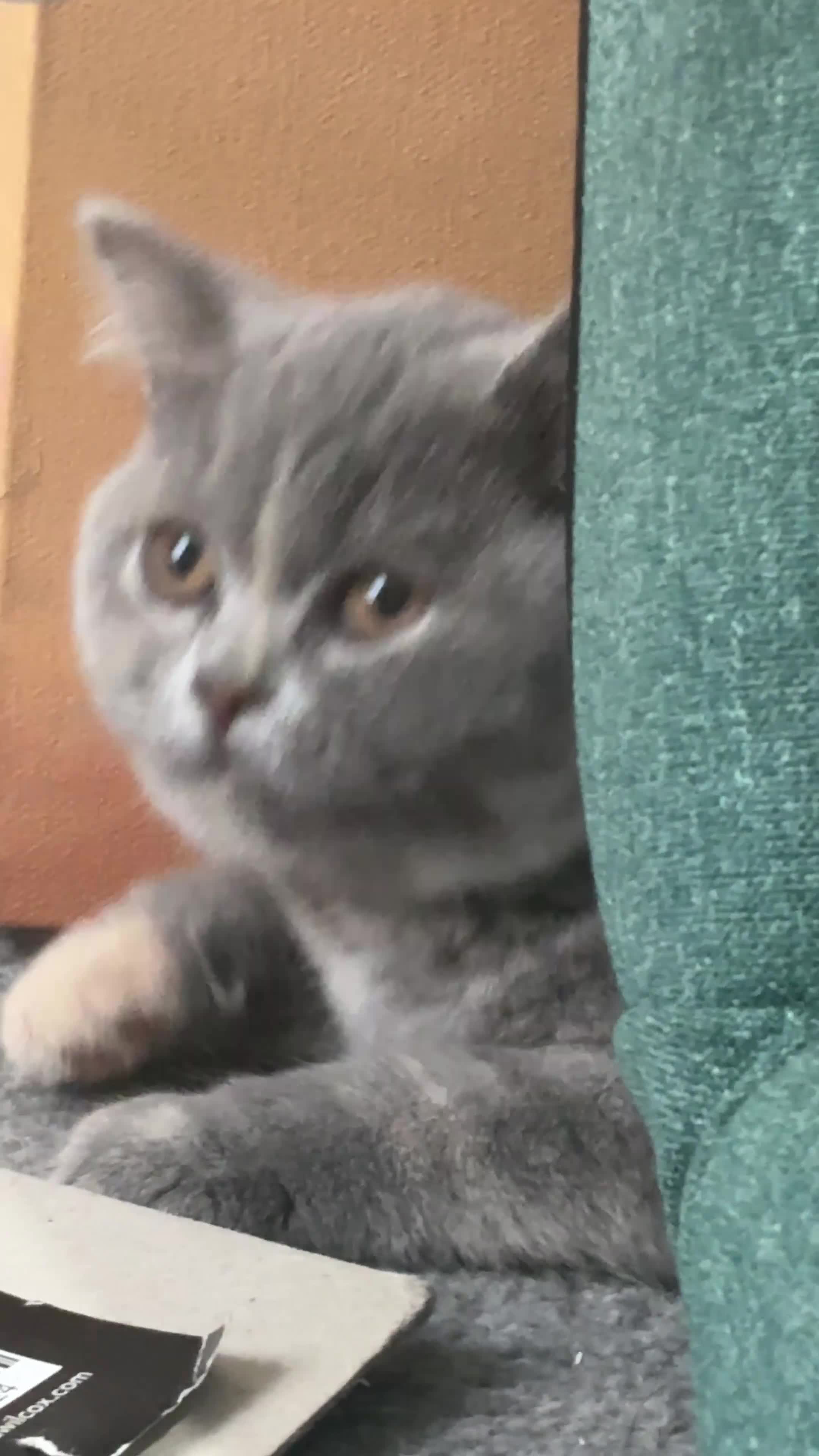 British Shorthair cats for sale: Beautiful british shorthair for sale  - Video 1