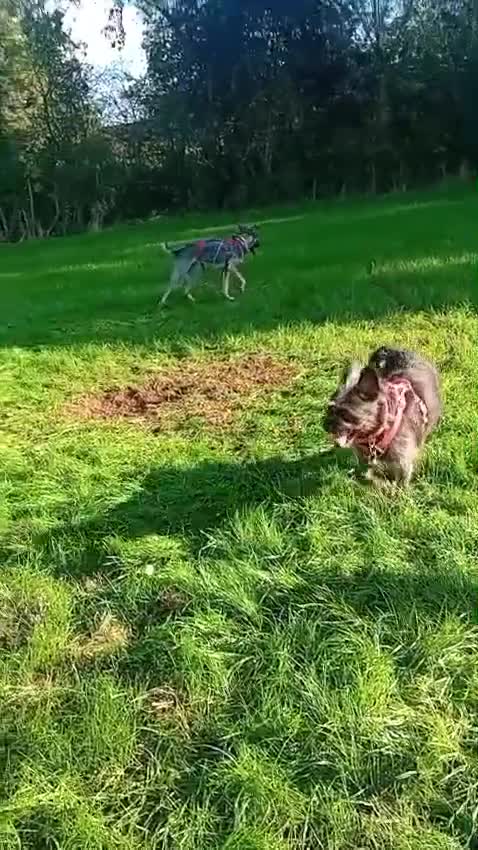 Mixed Breed dogs for sale: Meet Holly! - Video 1