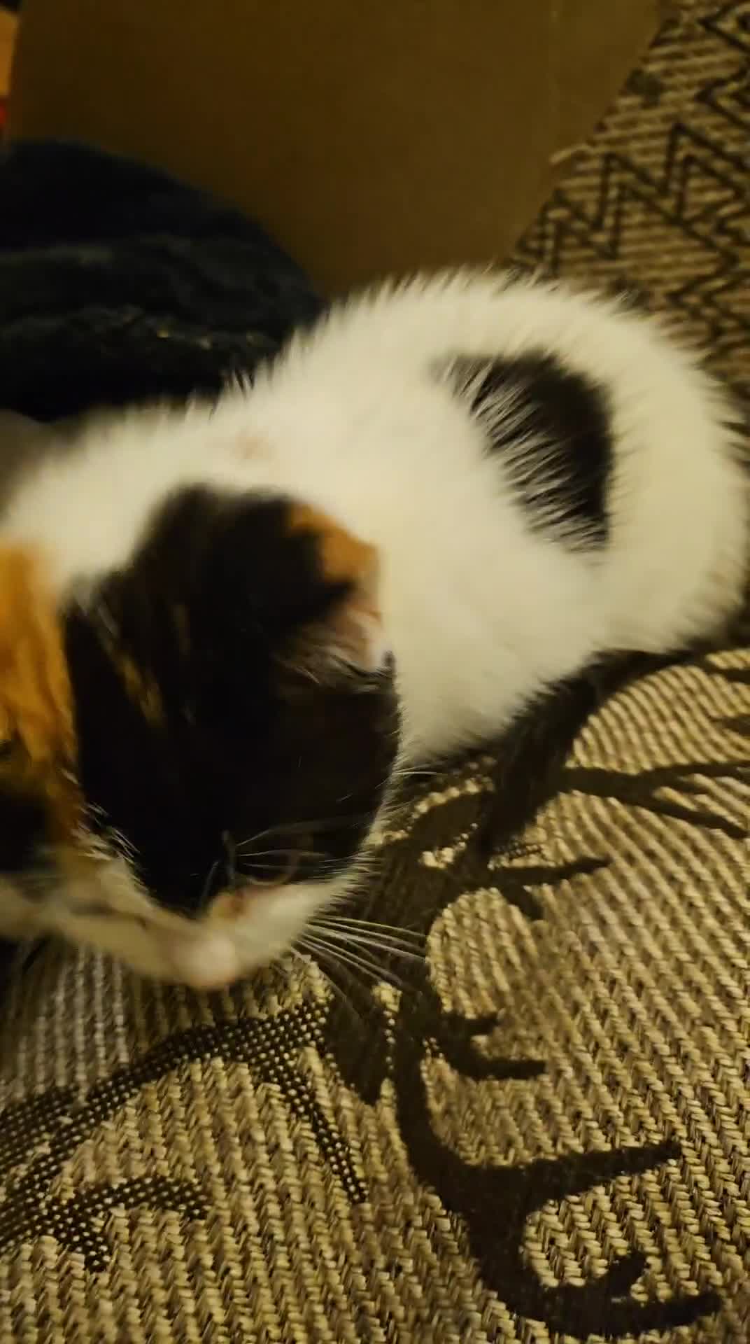 Domestic Shorthair cats for sale: Beautiful, very unique fur baby girl in London - Video 1