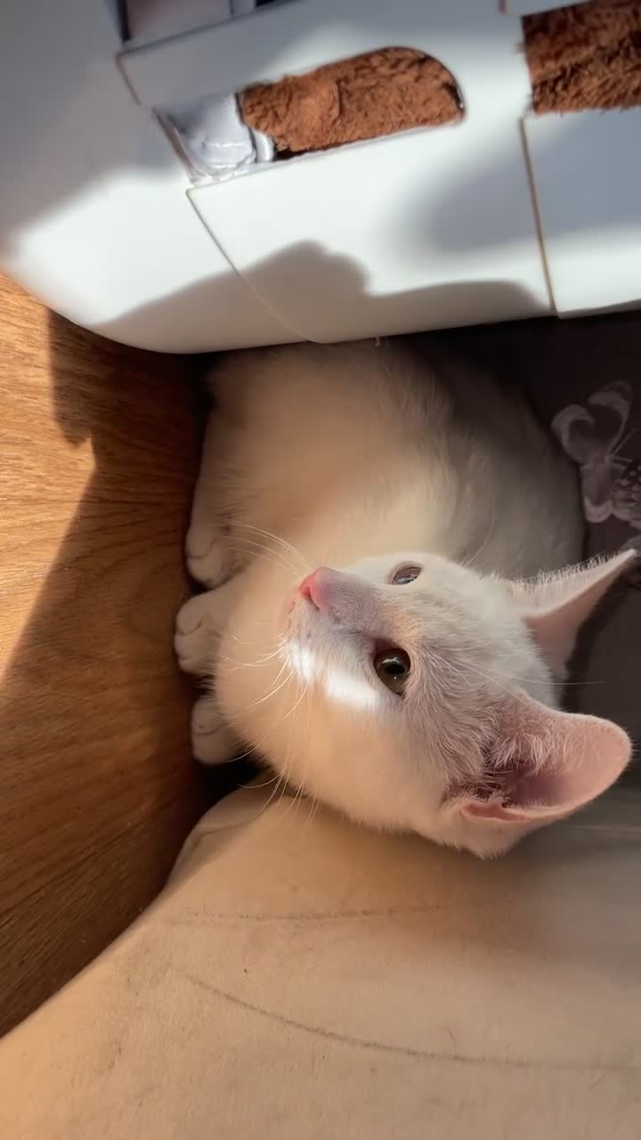 Khao Manee cats for sale: ONE BEAUTIFUL PURE WHITE BOY - Video 2