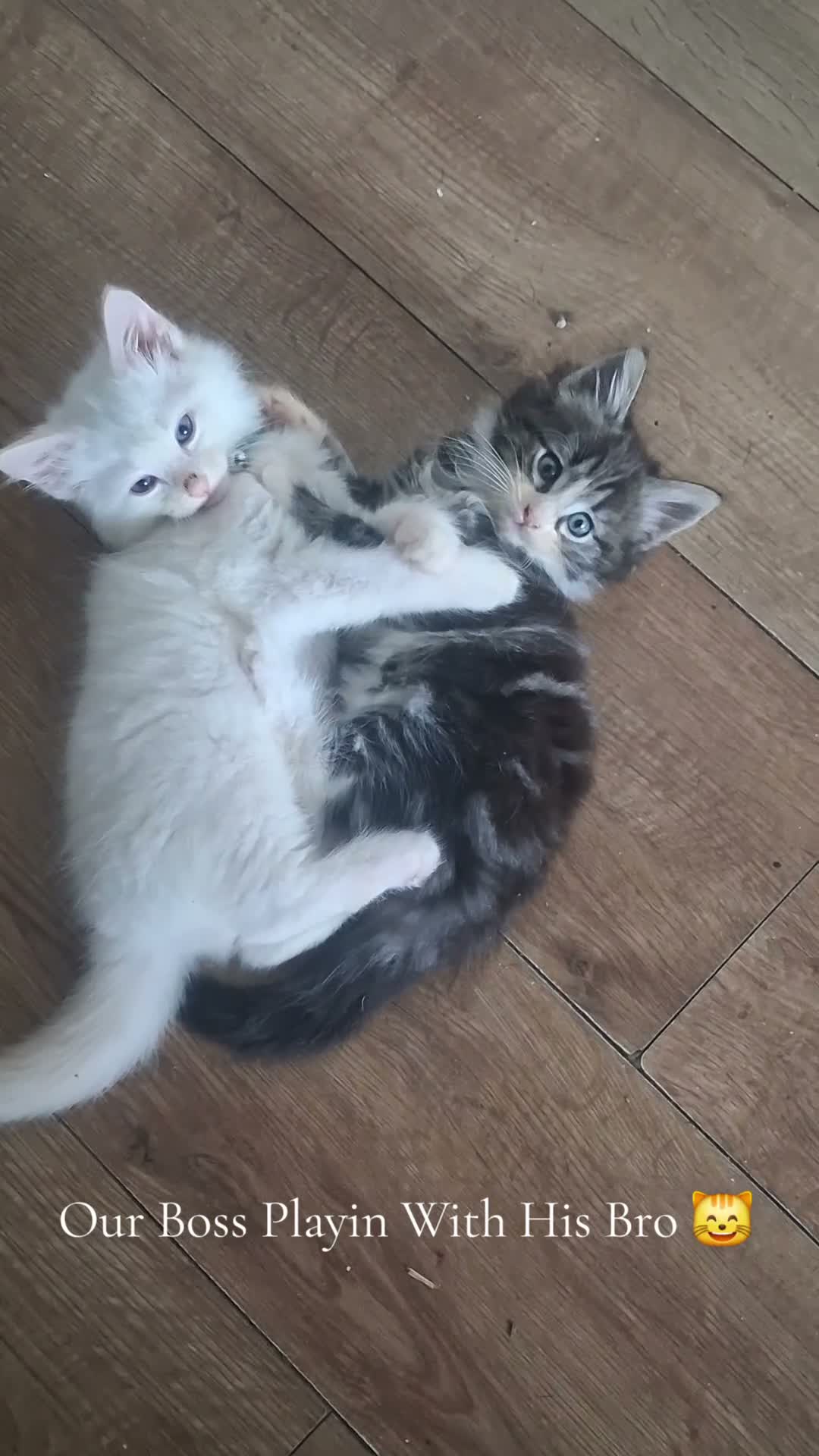 Norwegian Forest Cat cats for sale: HALF Norwegian Forest Kitten 💙 - Video 3