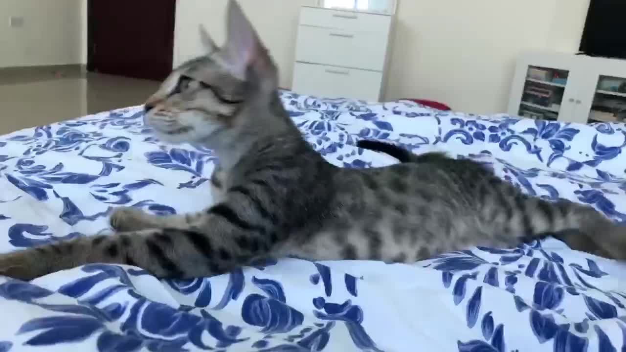 Mixed Breed cats for adoption: JAJA - HEALTHY - BALL OF FUN-INTELLIGENT-NEUTERED  - Video 2