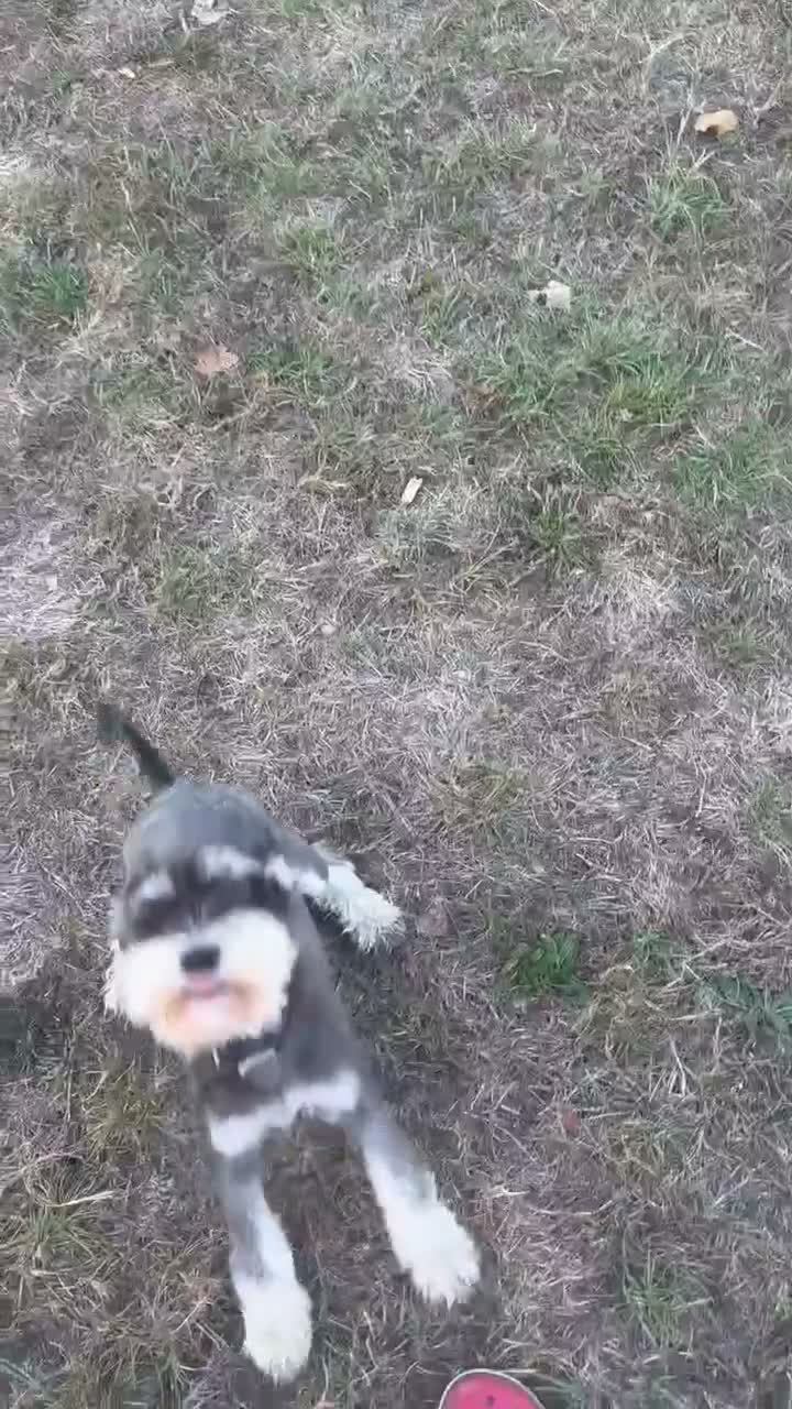 Miniature Schnauzer dogs for sale: KC Registered Miniature Schnauzers 🐶  - Video 2