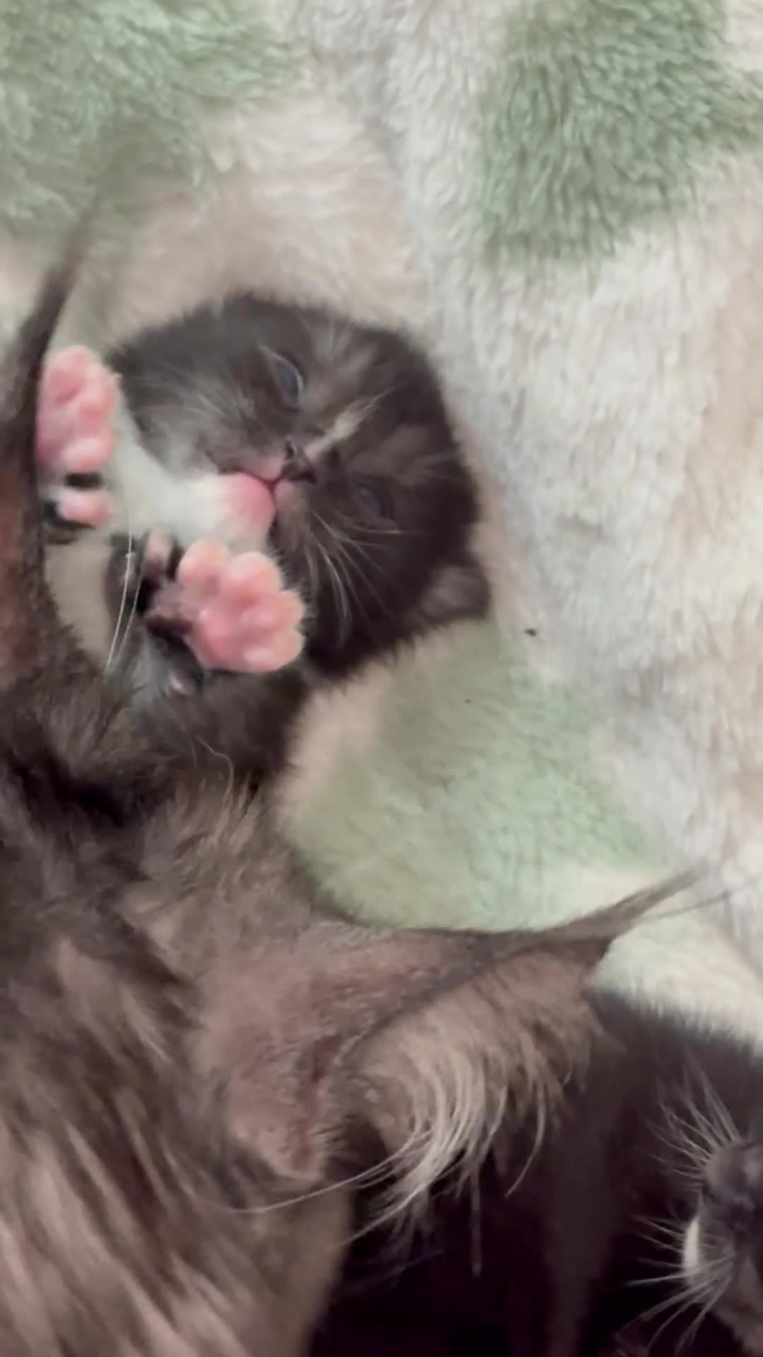 Maine Coon cats for sale: Polydactyl Maincoon cross  - Video 3
