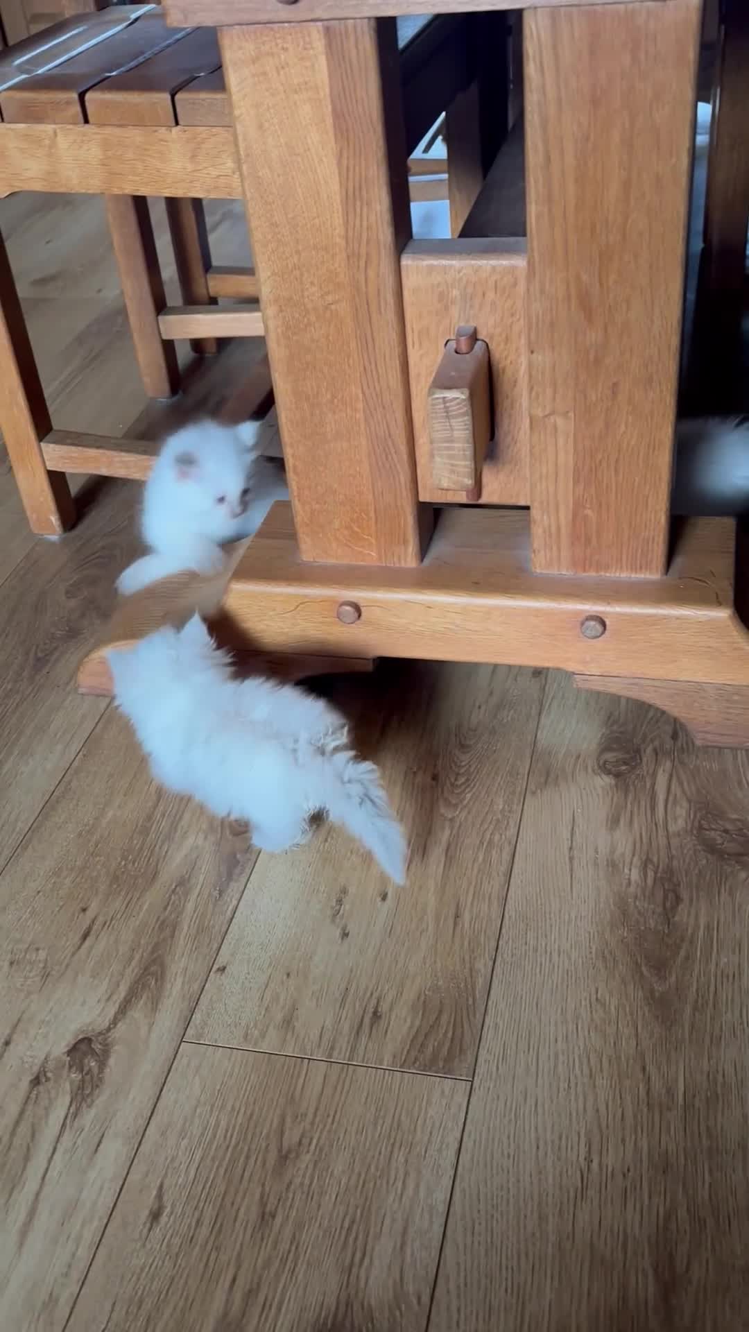 Ragdoll cats for sale: Beautiful Pure Ragdoll kittens - Video 1