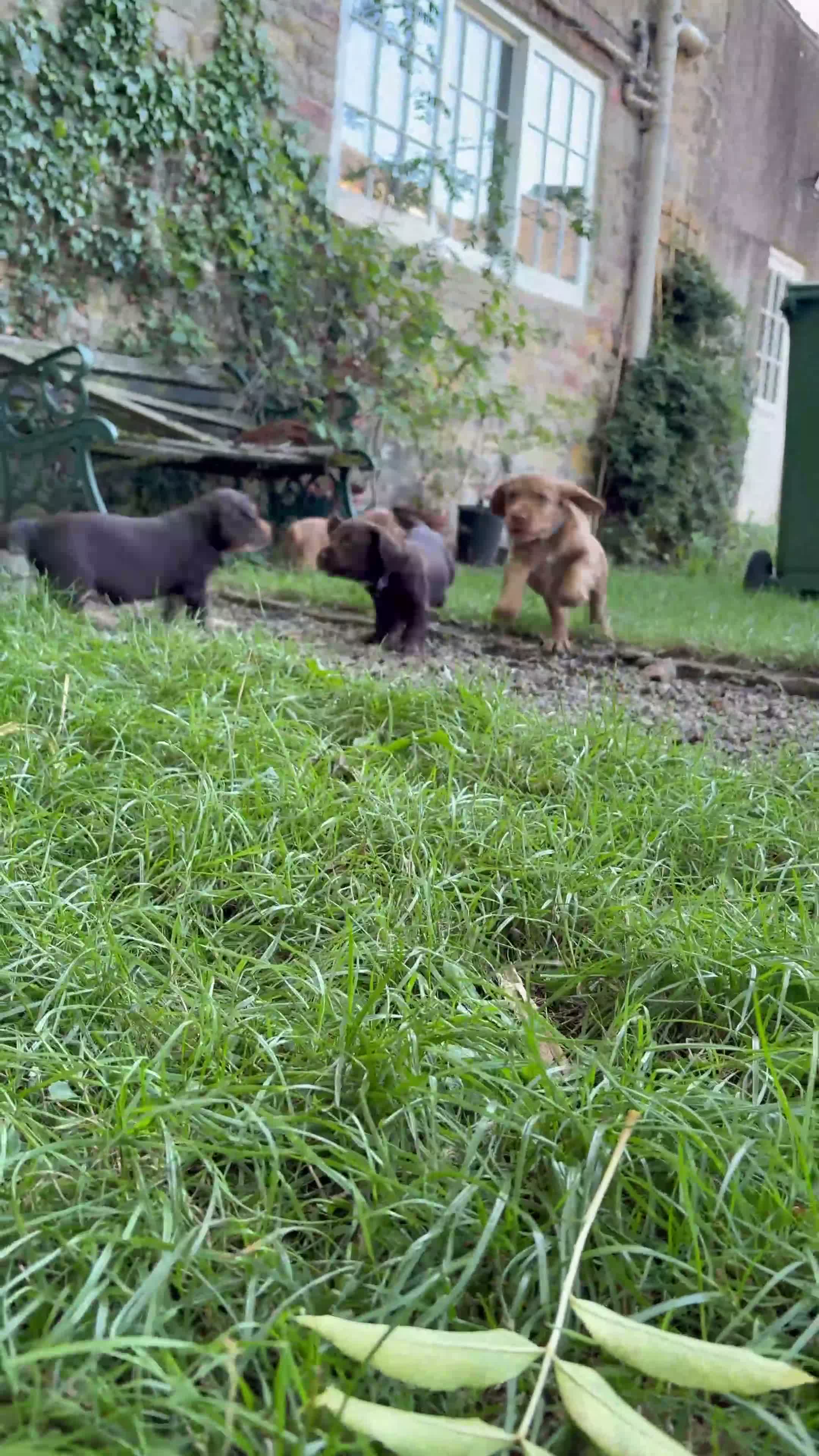 Cocker Spaniel dogs for sale: Working Cocker Spaniel Puppies in Thirsk - Video 2