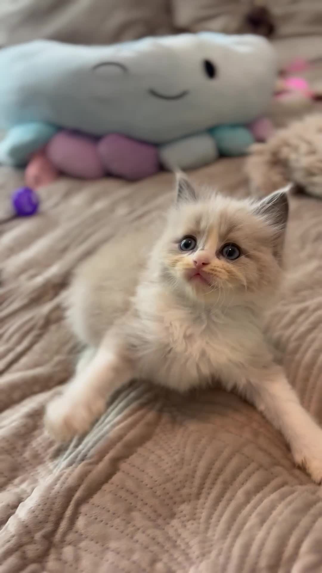 Ragdoll cats for sale: Full pedigreed ragdoll kittens  - Video 4