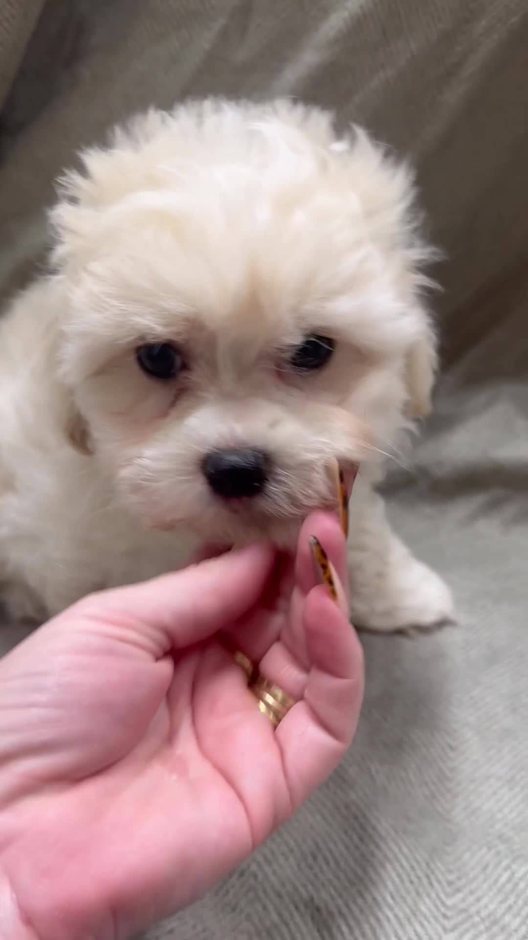 Maltipoo dogs for sale: Only 2 boy left Fully dna tested Maltipoos  - Video 2