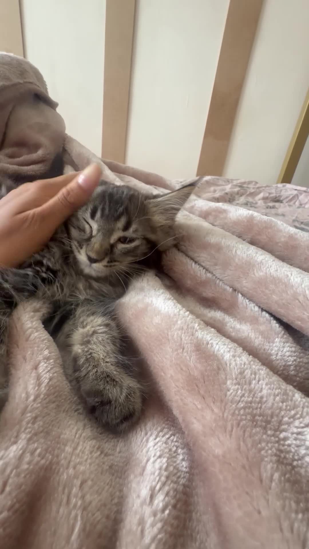 Maine Coon cats for sale: Xl Maine coons for sale  - Video 1