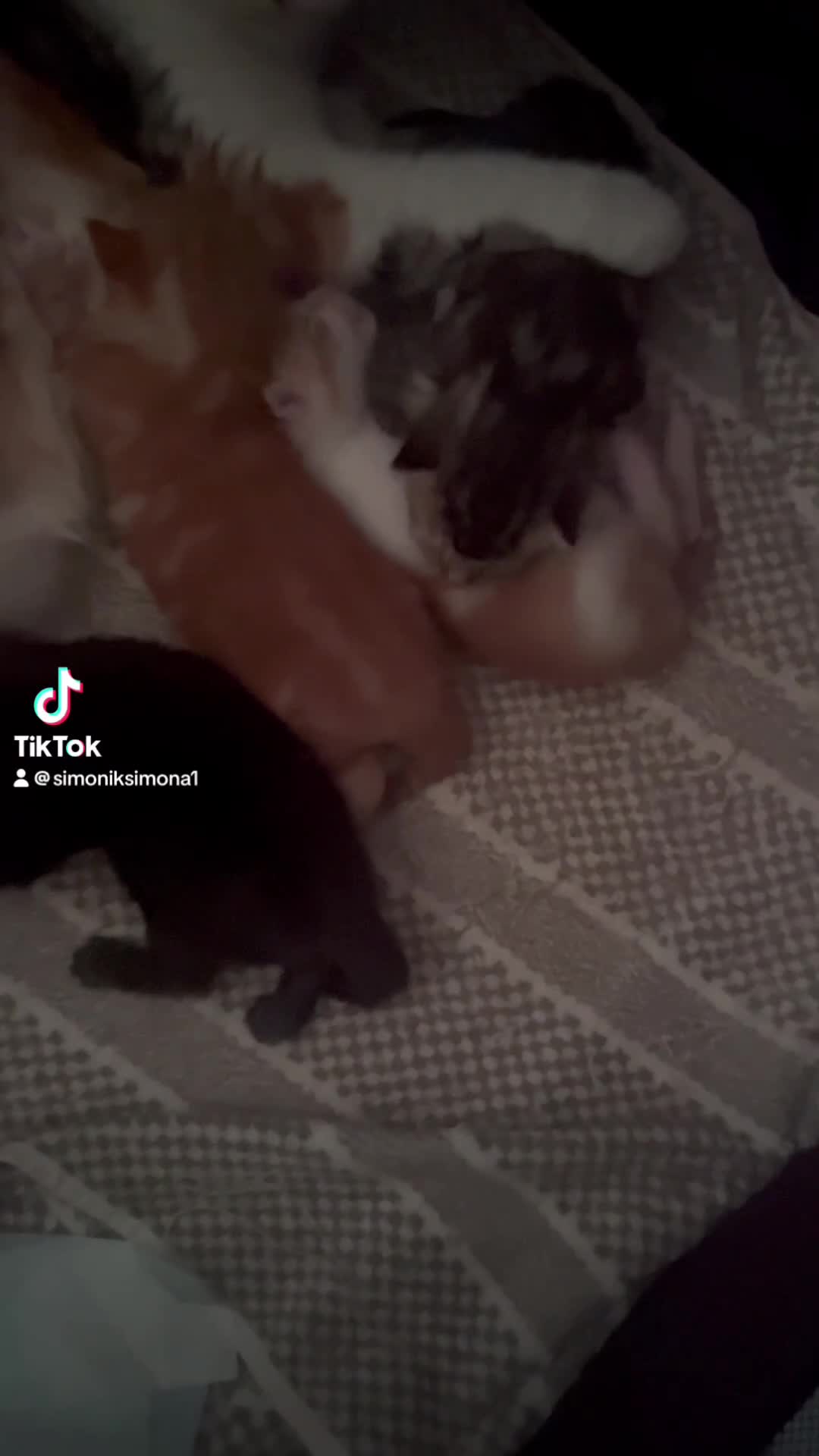 Mixed Breed cats for sale: Beautiful kittens for sale ,ready  end of July  - Video 2