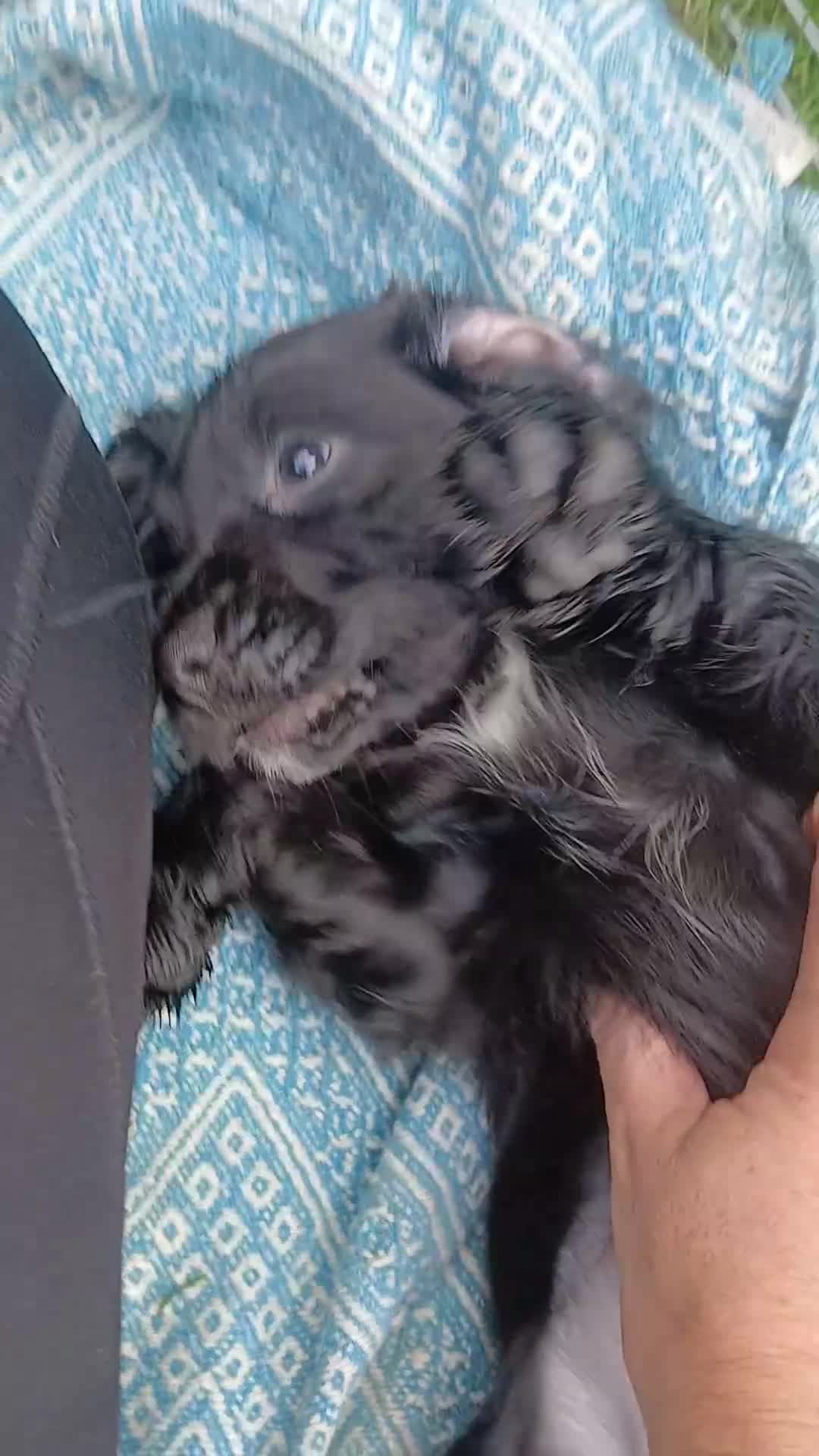 Cocker Spaniel dogs for sale: Gorgeous cocker spaniel pups for sale - Video 2