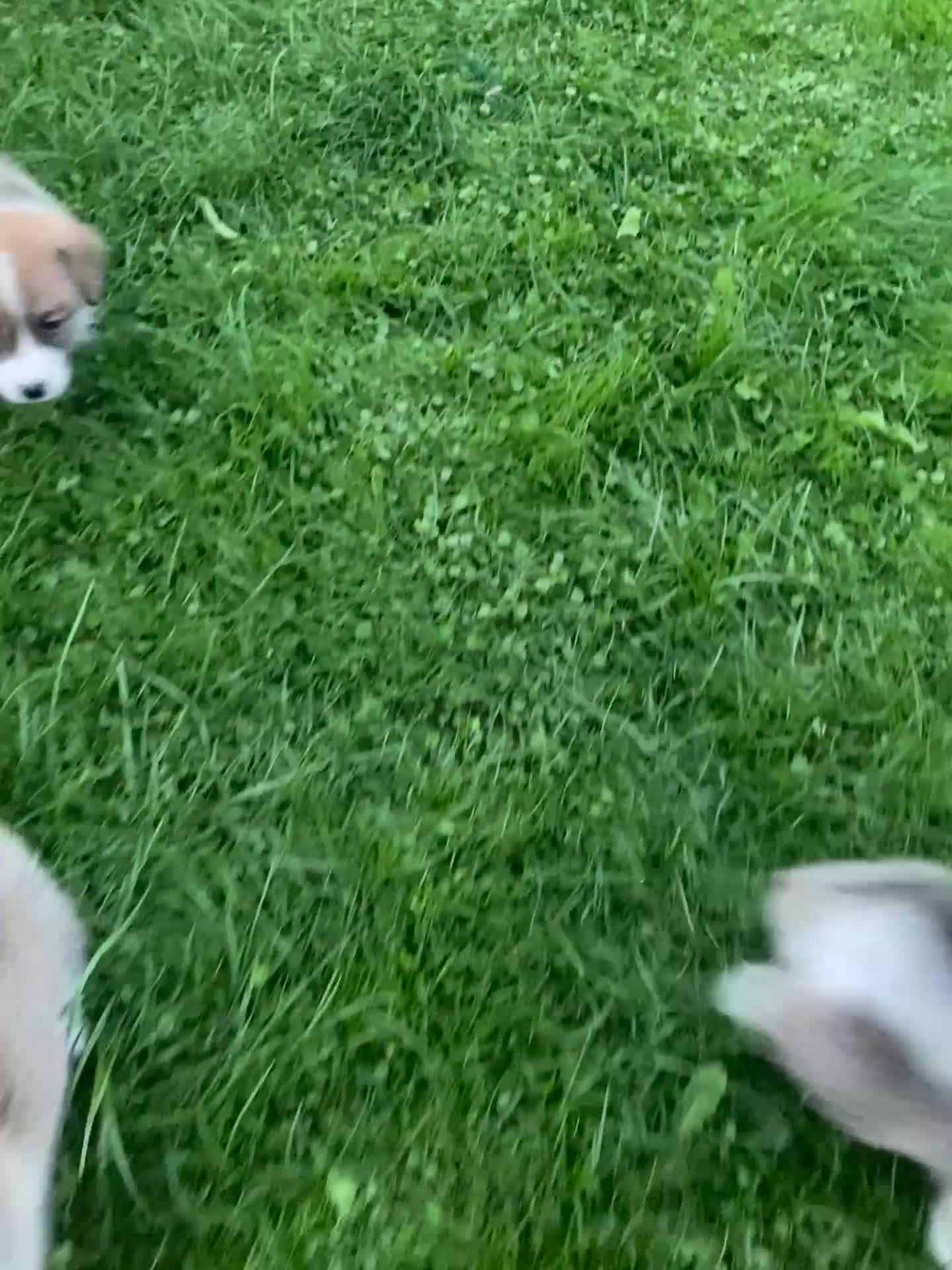 Welsh Corgi Pembroke dogs for sale: Champion Bloodline KC reg puppies - Video 1