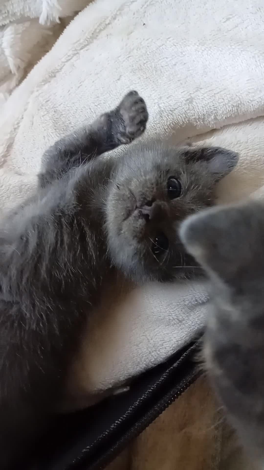 Mixed Breed cats for sale: Ragdoll cross kittens for sale - Video 1