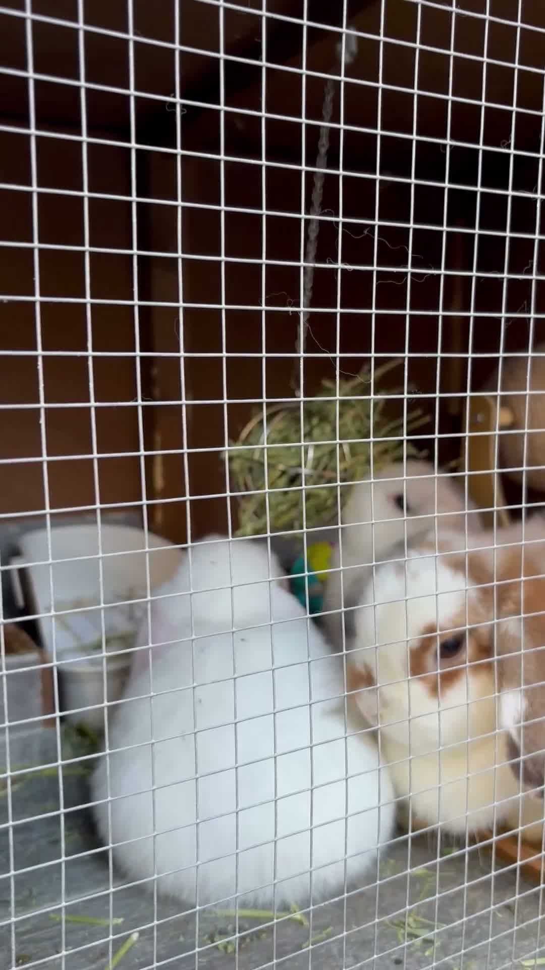 Mini Lop rabbits for sale: Mini Lop Baby Bunnies - Reserve Now - Home 14/09 - Video 1