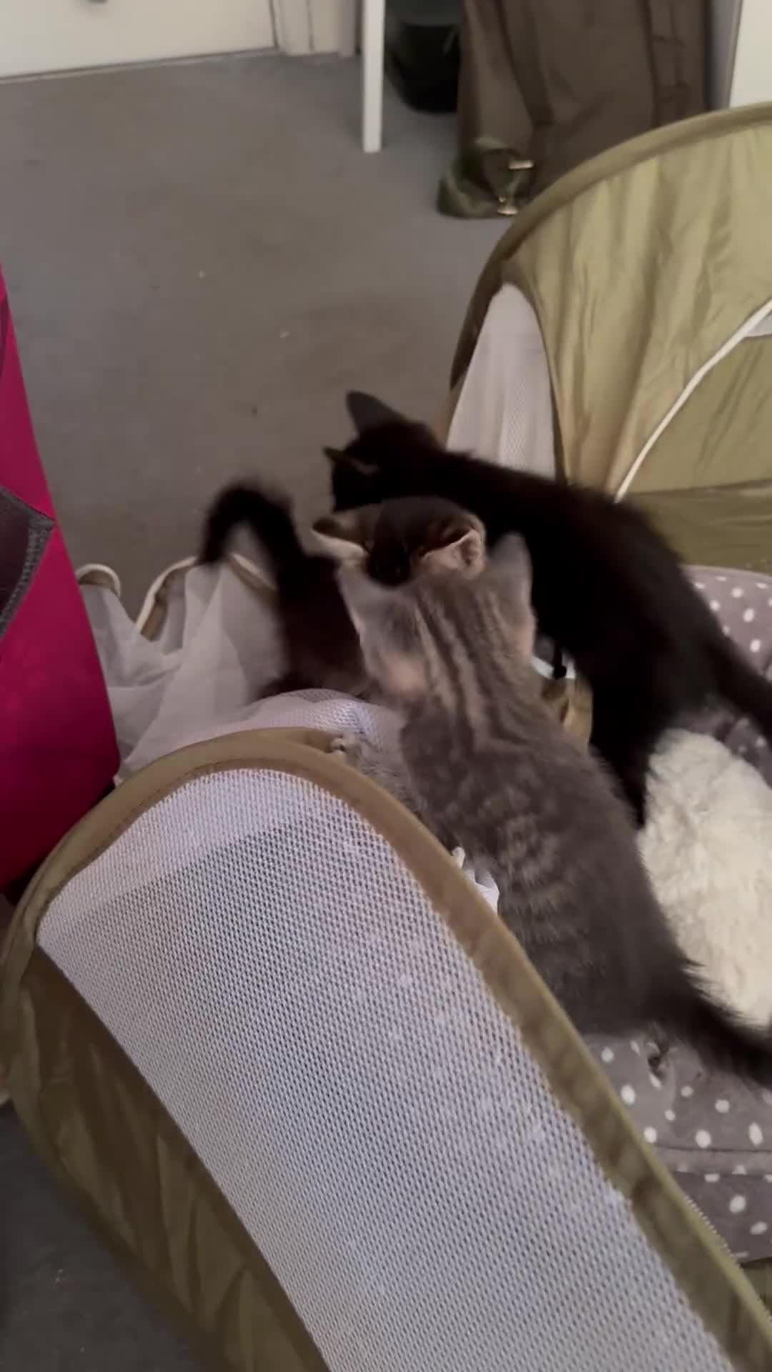 Mixed Breed cats for sale: Fluffy kittens looking for their forever homes  - Video 1