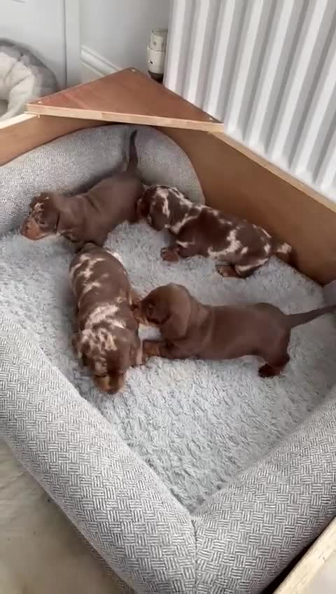 Dachshund dogs for sale: Mini daschunds  - Video 1