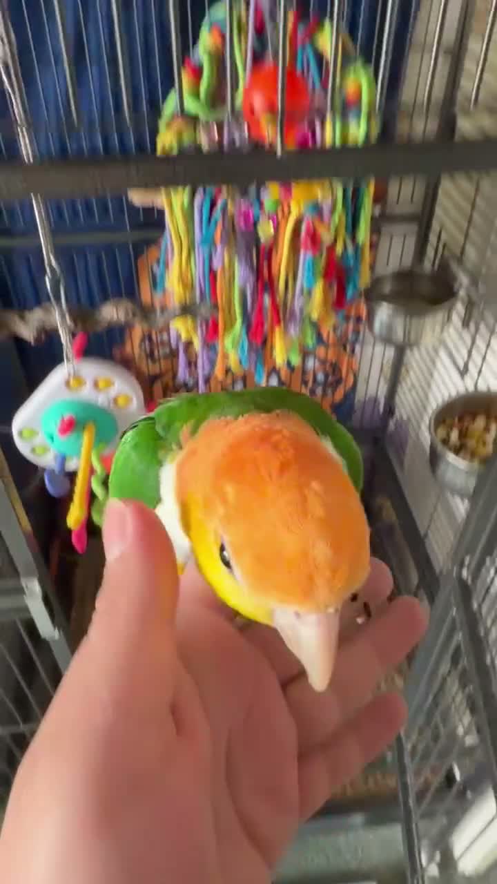 Parrots birds for sale: Yellow-Sided Caique – Cage, Toys & Food Included in Middlesbrough - Video 2