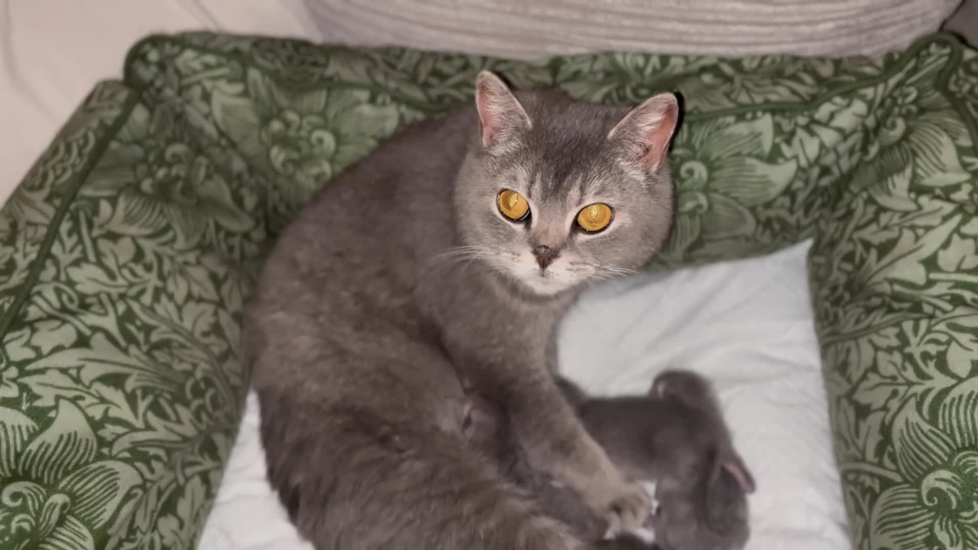 British Shorthair cats for sale: Grand imperial champion parent & grandparents  - Video 1