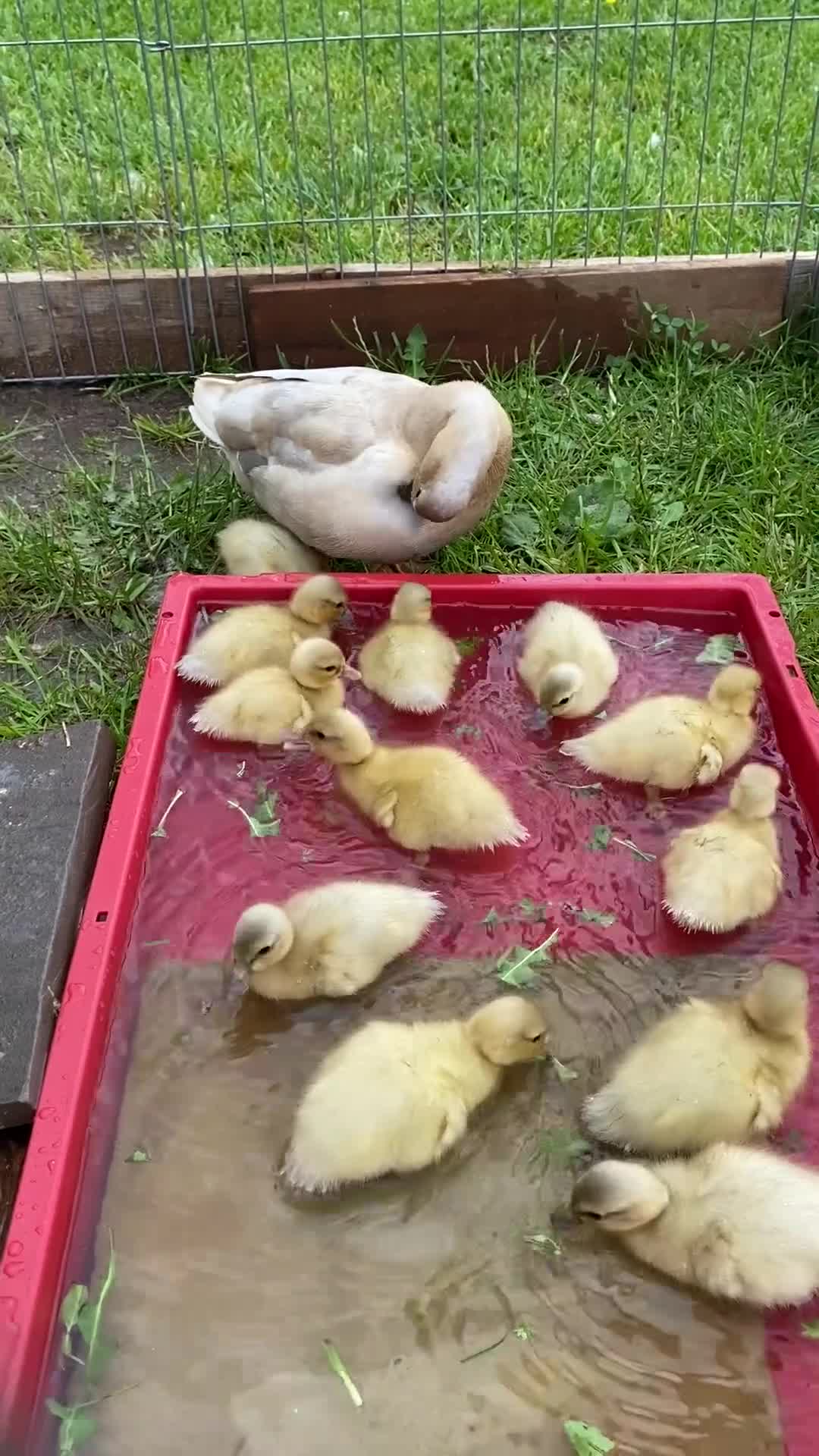 Ducks poultry for sale: Apricot Call Duck Ducklings for sale in Hereford - Video 1