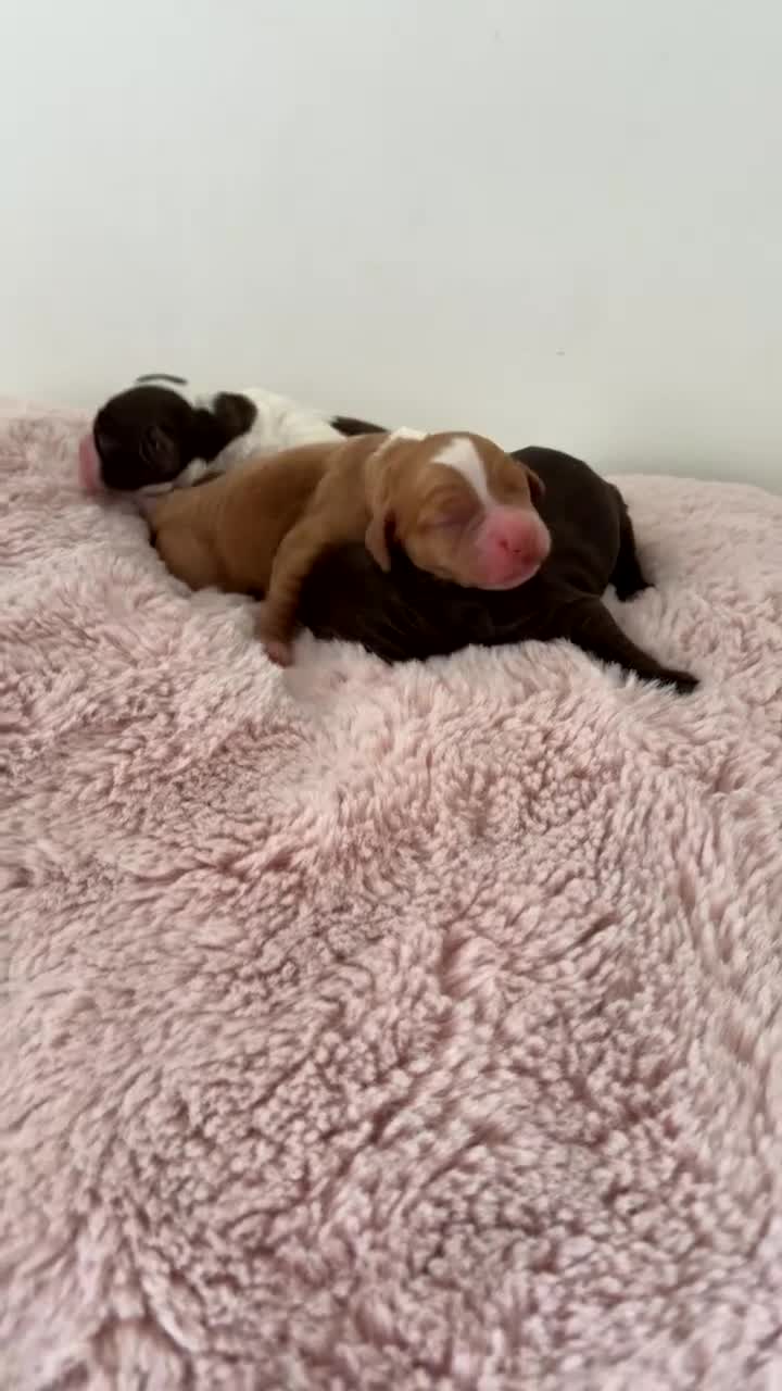 Mixed Breed dogs for sale: Cavapoo x cockapoo puppies  - Video 1