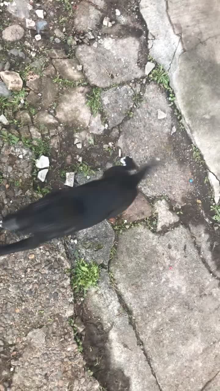 Mixed Breed dogs for sale: 2 female puppies for sale  - Video 2